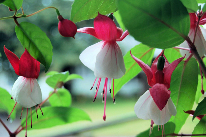 후쿠시아 - Common garden fuchsia, Fuchsia spp.