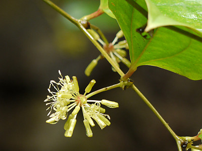 청미래덩굴 사진 - Smilax china L. Photos