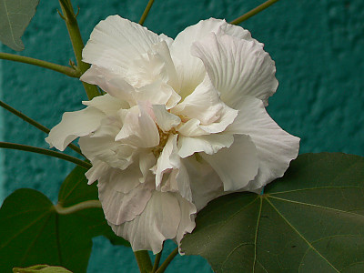 코튼로즈 사진 - Hibiscus mutabilis ‘Cotton Rose’ Photos