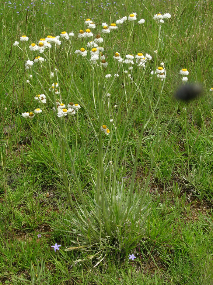 조갑지국화 - Ammobium alatum
