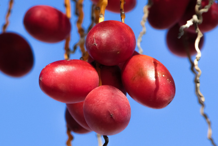 대추야자 - date palm, Phoenix dactylifera