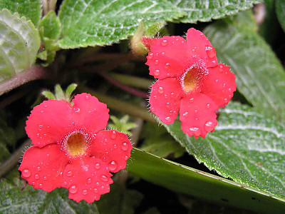 에피스시아 사진 - Episcia Photos