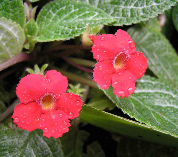 에피스시아 - African Violet, Flame violets, Episcia