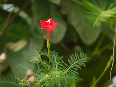 유홍초 사진 - Quamoclit pennata (Desr.) Bojer Photos
