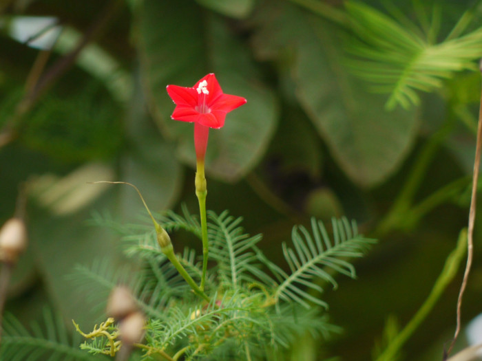 유홍초 - Cypress Vine, Quamoclit pennata (Desr.) Bojer