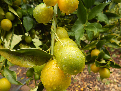 금귤 사진 - Fortunella japonica Photos