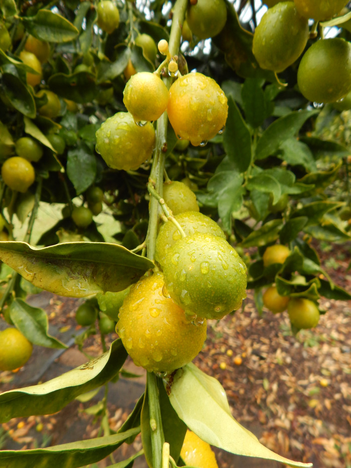금귤 - Kumquat, Fortunella japonica