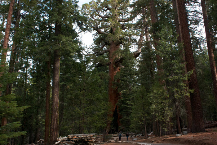 자이언트 세콰이어 - Giant Sequoia, Sequoiadendron giganteum