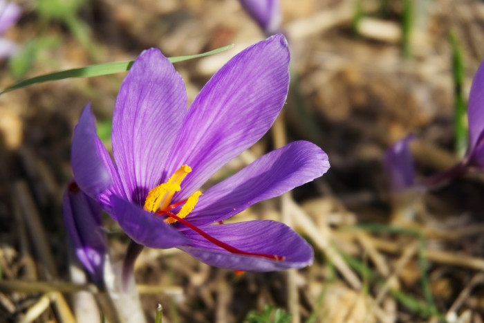 샤프란 - Saffron crocus, autumn crocus, Crocus sativus L.