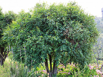 할레리아 루시다 사진 - Halleria lucida L. Photos