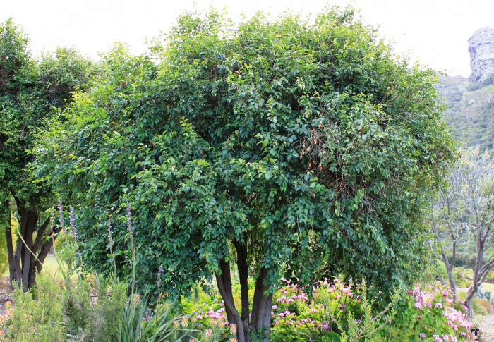 할레리아 루시다 - Tree fuchsia, UmBinza, Notsung, Halleria lucida L.