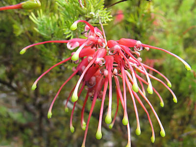 핑크단사 사진 - Grevillea rosmarinifolia Photos