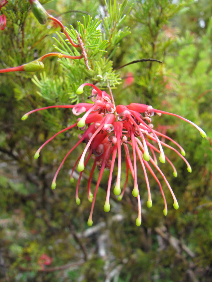 핑크단사 - Grevillea, Grevillea rosmarinifolia