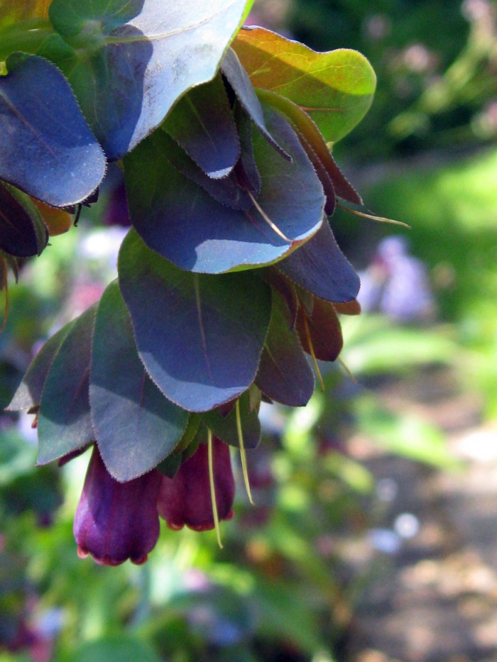 푸른새우꽃 - Honeywort, Cerinthe major L.