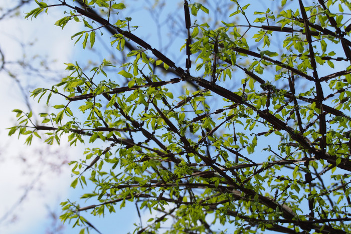 화살나무 - Burning Bush, Euonymus alatus (Thunb.) Siebold
