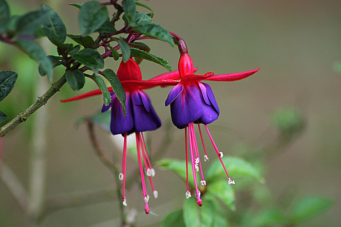후쿠시아 - Common garden fuchsia, Fuchsia spp.