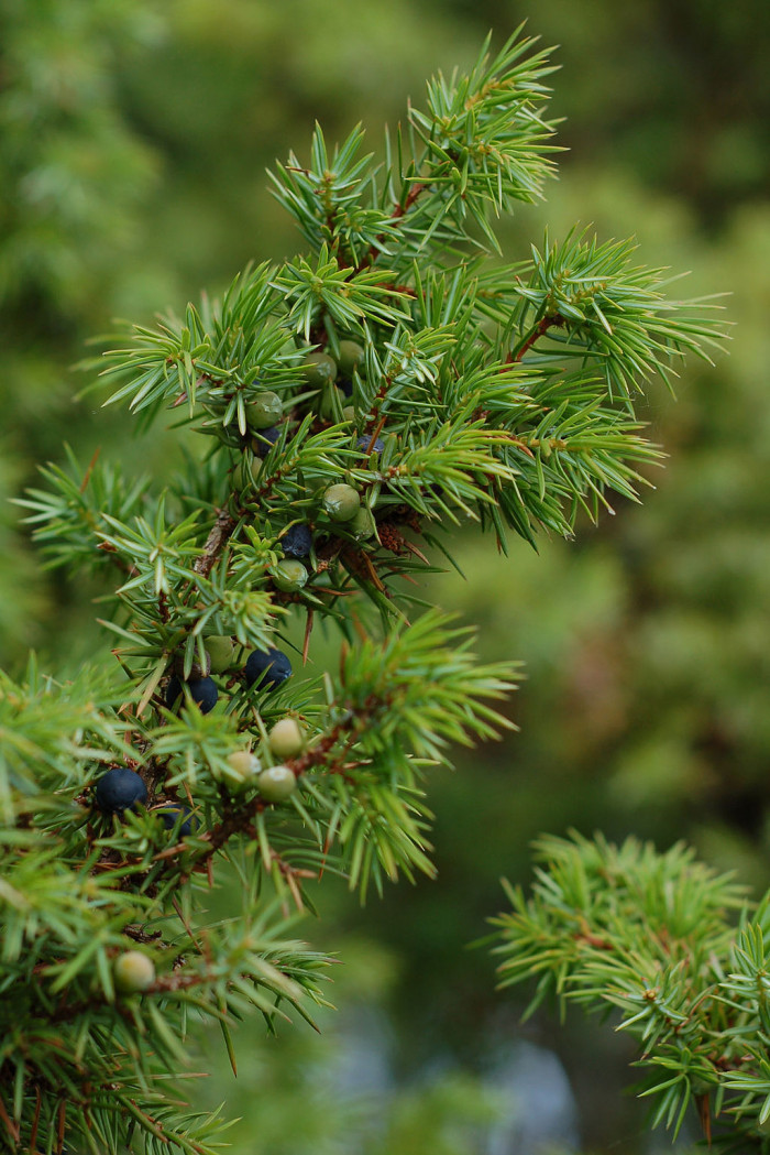 두송 - Juniperus communis L.