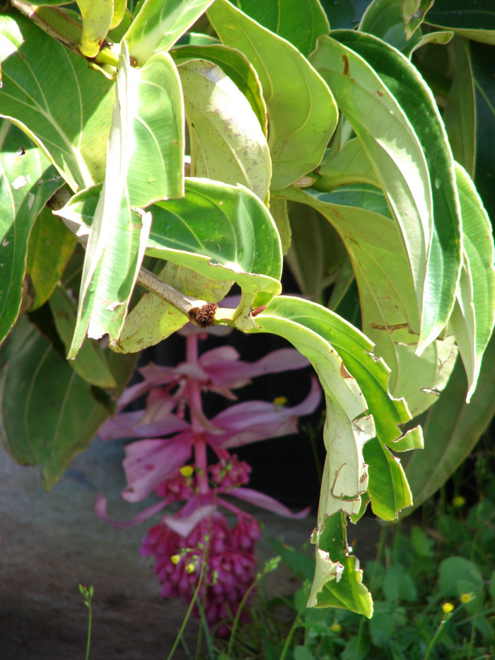 메디닐라 - Rose grape, Pink lantern, Medinilla Magnifica