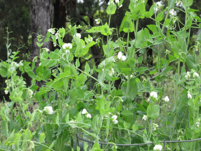완두 사진 - Pisum sativum L. Photos