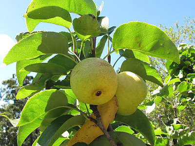 돌배나무 사진 - Pyrus pyrifolia (Burm.f.) Nakai Photos