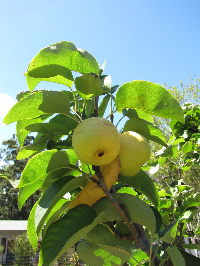 돌배나무 - Sand Pear, Pyrus pyrifolia (Burm.f.) Nakai