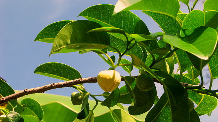 악어사과 - Pond apple, Alligator apple, Swamp apple, Corkwood, Bobwood, Annona glabra L.