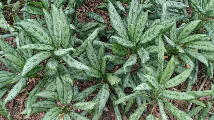 아글라오네마 - Chinese Evergreen, Aglaonema commutatum