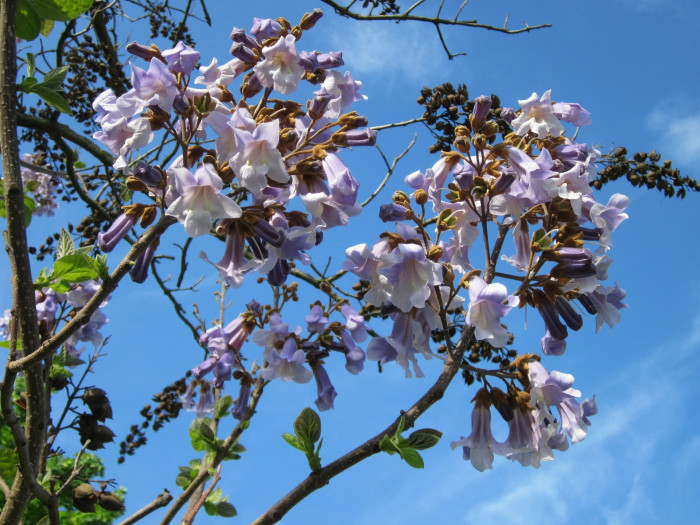 참오동나무 - Princess tree, Empress tree, Foxglove-tree, Paulownia tomentosa (Thunb.) Steud.
