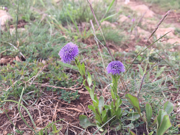 글로블라리아  펀타타 - Globe Daisy, Globularia punctata