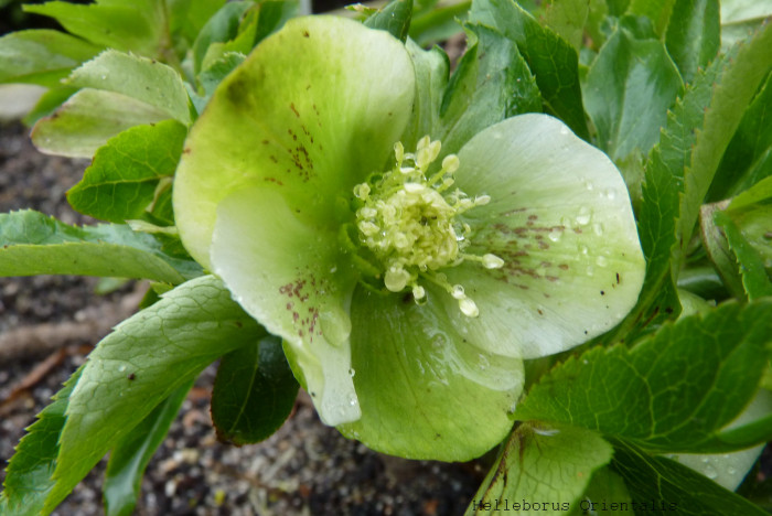 렌텐로즈 - lenten rose, Helleborus orientalis