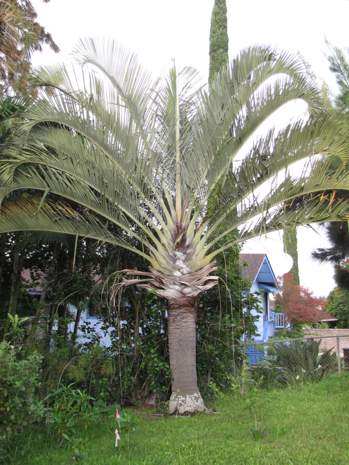 삼각야자 - Triangle Palm, Dypsis decaryi, Neodypsis decaryi jumelle