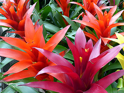 구즈마니아 사진 - Guzmania dissitiflora Photos