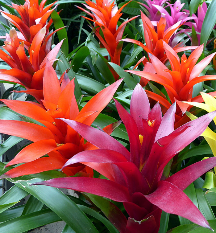 구즈마니아 - Striped torch, Guzmania dissitiflora
