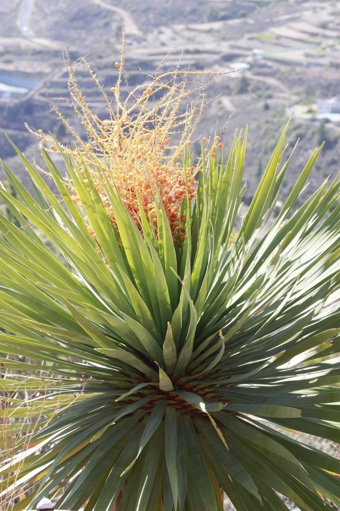 용혈수 - Dragon blood tree, Dracaena draco