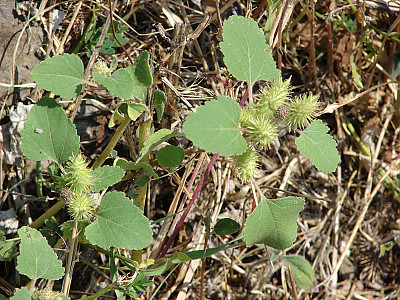 도꼬마리 사진 - Xanthium strumarium L. Photos