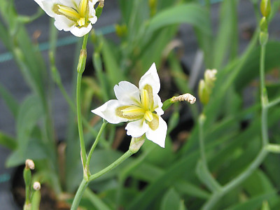 대청부채 사진 - Iris dichotoma Pall. Photos
