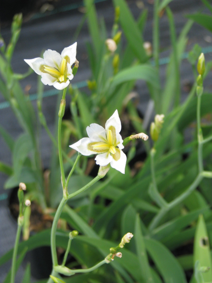 대청부채 - Iris dichotoma Pall.