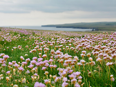너도부추 사진 - Armeria maritima Photos