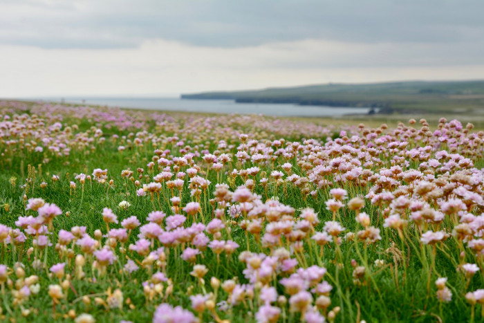 너도부추 - sea thrift, sea pink, Armeria maritima