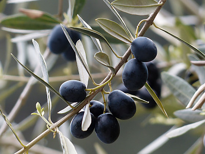 올리브나무 사진 - Olea europaea Photos