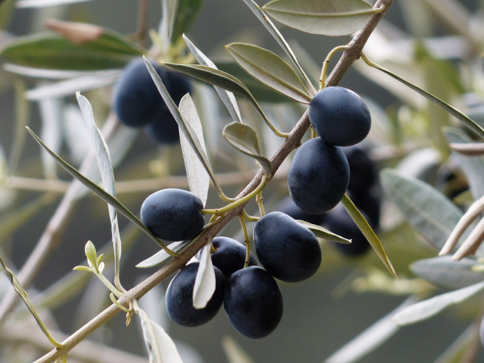 올리브나무 - Olive, Olea europaea