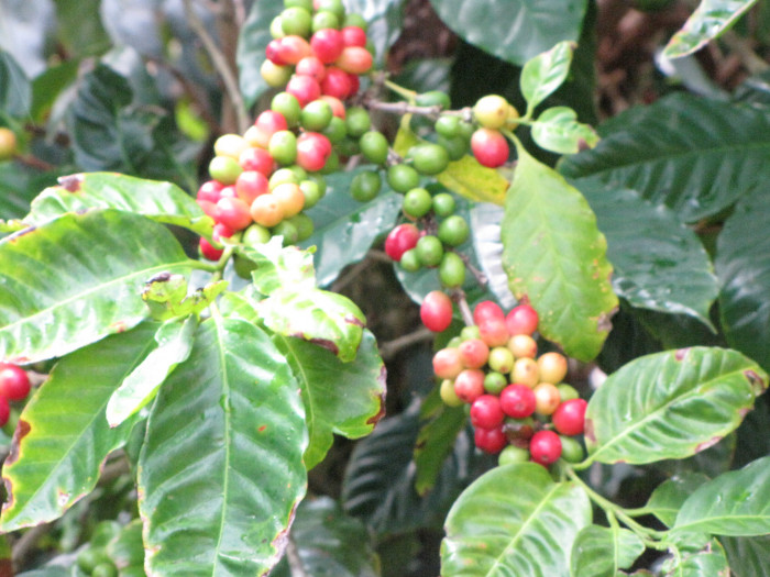 커피나무 - coffee tree, Coffea arabica L.