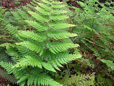 돌토끼고사리 사진 - Microlepia strigosa (Thunb.) C.Presl Photos