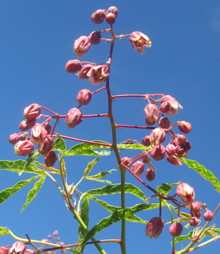 카사바 - Cassava, Manihot esculenta