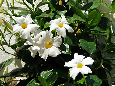 만데빌라 사진 - Mandevilla sanderi (Hemsl.) Woodson Photos