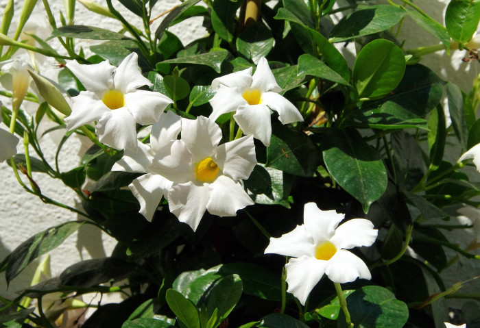 만데빌라 - Rose Dipladenia, Brazilian jasmine, Mandevilla sanderi (Hemsl.) Woodson