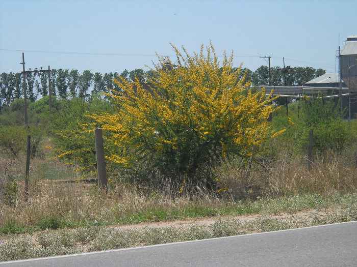 파킨소니아 프레이콕스 - Arbol brea, Parkinsonia praecox