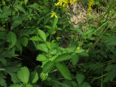 짚신나물 사진 - Agrimonia pilosa Ledeb. Photos