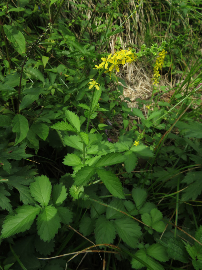 짚신나물 - Hairy vein agrimony, Agrimonia pilosa Ledeb.