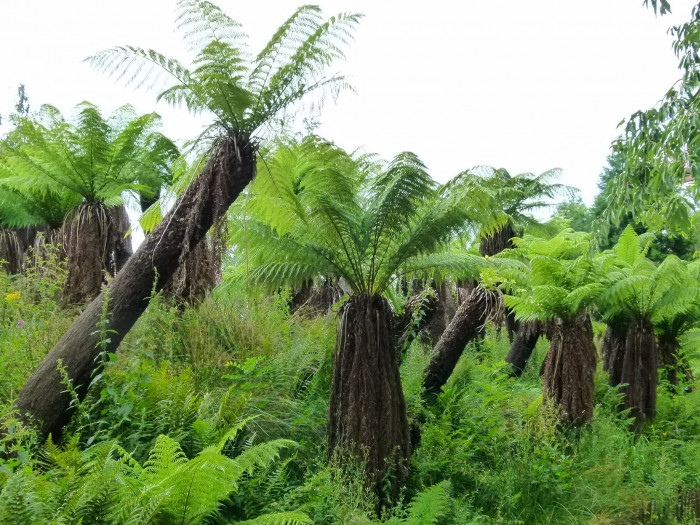 딕소니아 안타르크티카 - Tree Ferns, Dicksonia antarctica
